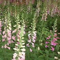 Excelsior Mix Digitalis Purpurea