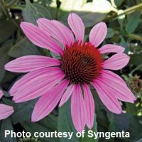 Echinacea purpurea Prairie Splendor