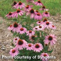 Echinacea purpurea Prairie Splendor