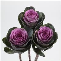 Condor Red Flowering Kale