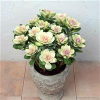 Condor Pure White Flowering Kale