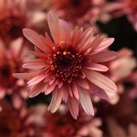 Carousel Blushing Salmon Garden Mum