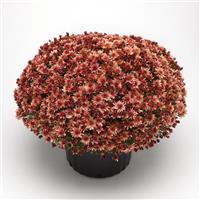 Carousel Blushing Salmon Garden Mum