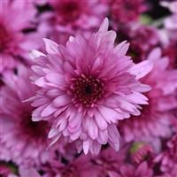 Carousel Pink Garden Mum