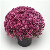 Carousel Pink Garden Mum