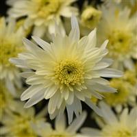 Carousel White Garden Mum