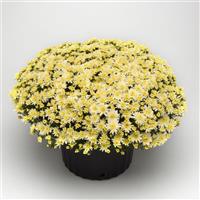 Carousel White Garden Mum
