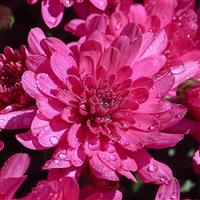 Gypsy Rose Purple Garden Mum