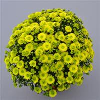 Key Lime Garden Mum