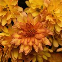 Kizzmet Golden Yellow Garden Mum
