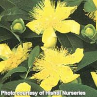 Hypericum calycinum Senior