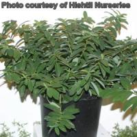 Hypericum calycinum Senior