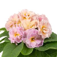 Paradiso Double Champagne Primula Acaulis