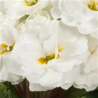Paradiso Double White Primula Acaulis
