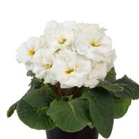 Paradiso Double White Primula Acaulis