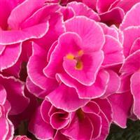 Paradiso Double Light Rose Primula Acaulis