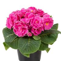 Paradiso Double Light Rose Primula Acaulis