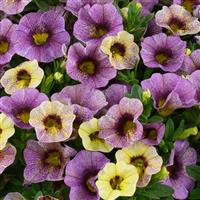 Ombre Purple Calibrachoa
