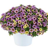 Ombre Purple Calibrachoa