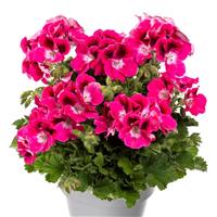 Aristo Magenta Regal Geranium