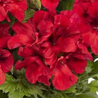 Aristo Bright Red Regal Geranium