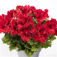Aristo Bright Red Regal Geranium