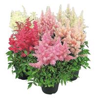 Astilbe arendsii Showstar