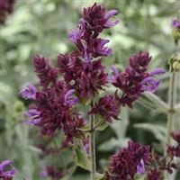 Lancelot Salvia