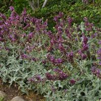 Lancelot Salvia