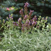 Lancelot Salvia