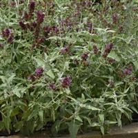 Lancelot Salvia