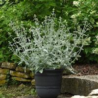 Lancelot Salvia
