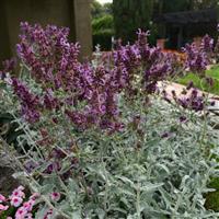 Lancelot Salvia