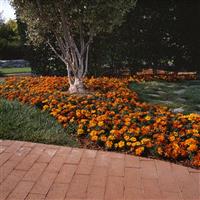 Durango<sup>®</sup> Bolero French Marigold