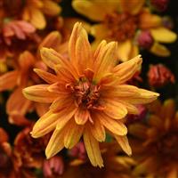 Butternut Golden Bronze Garden Mum
