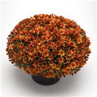 Butternut Golden Bronze Garden Mum