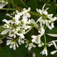 Loreen™ Compact White Euphorbia