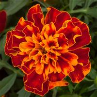 Happy Harmony French Marigold