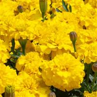 Happy Yellow French Marigold