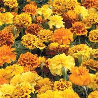 Little Hero Mix French Marigold