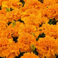 Little Hero Orange French Marigold