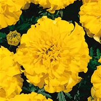 Little Hero Yellow French Marigold
