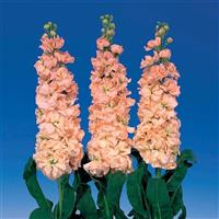 Iron Apricot Matthiola