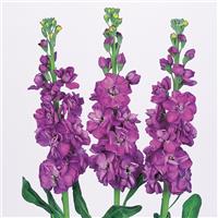Iron Blue Matthiola