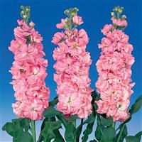 Iron Pink Matthiola