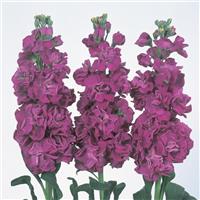 Iron Purple Matthiola