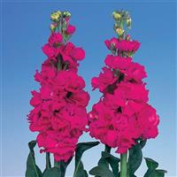 Iron Rose Matthiola