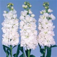 Iron White Matthiola