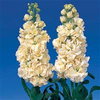 Iron Yellow Matthiola