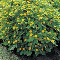 Showstar Melampodium